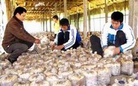 Hà Nam phát triển kinh tế nông nghiệp